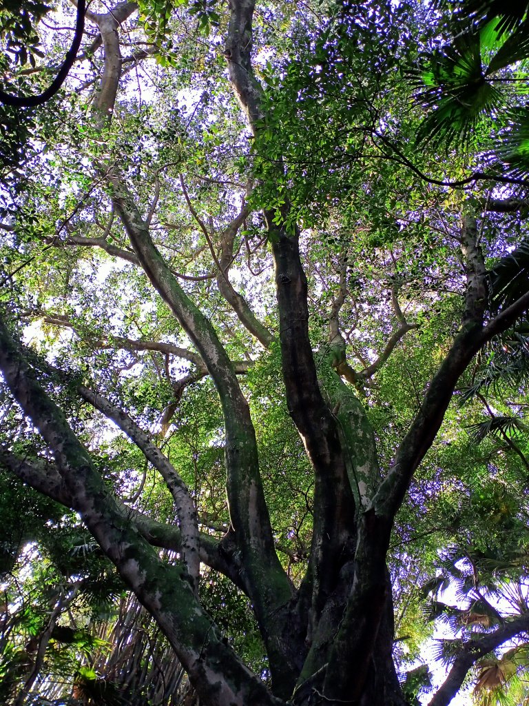 桃園大溪石門水庫楓林步道、齋明寺古道【南山神壽任務】_1963917