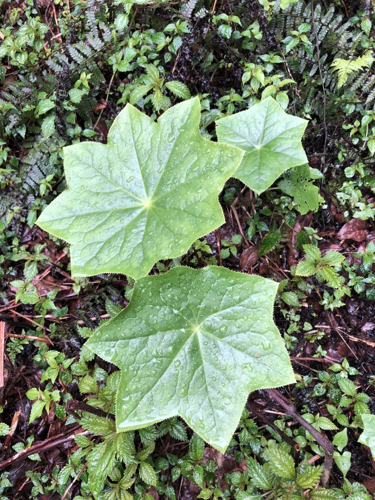 散落的珍珠-加羅湖_1387419