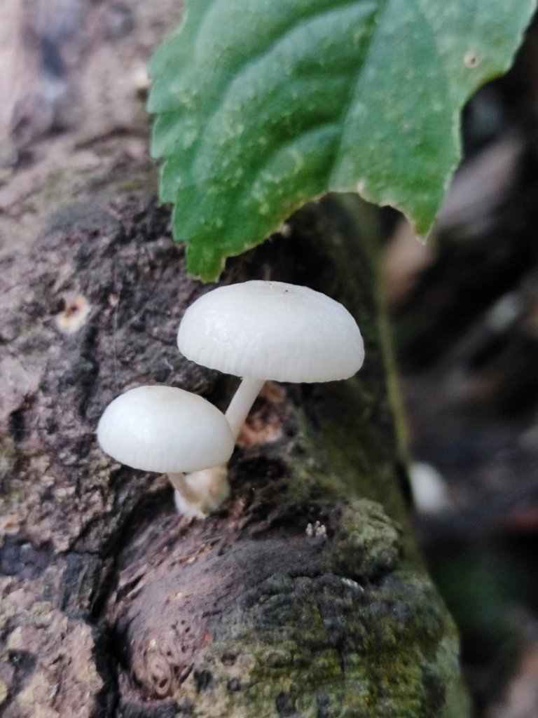 滿月圓_2964539
