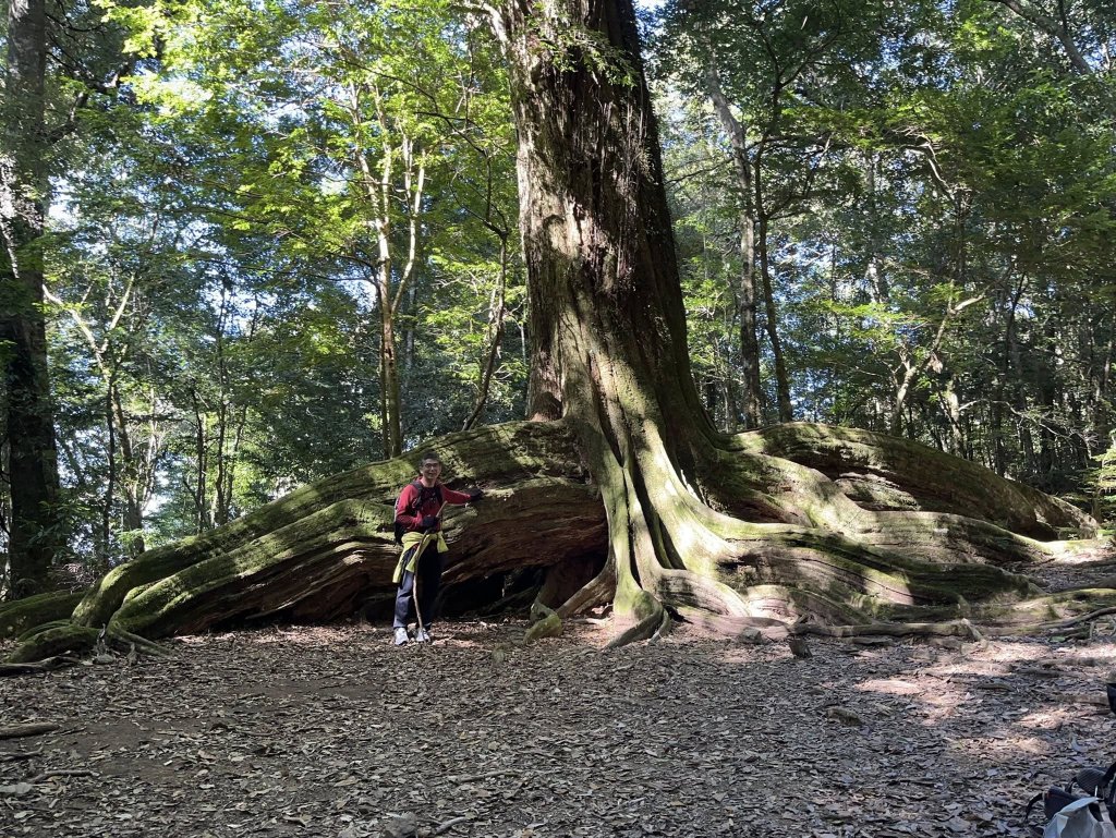 雪見大板根封面圖