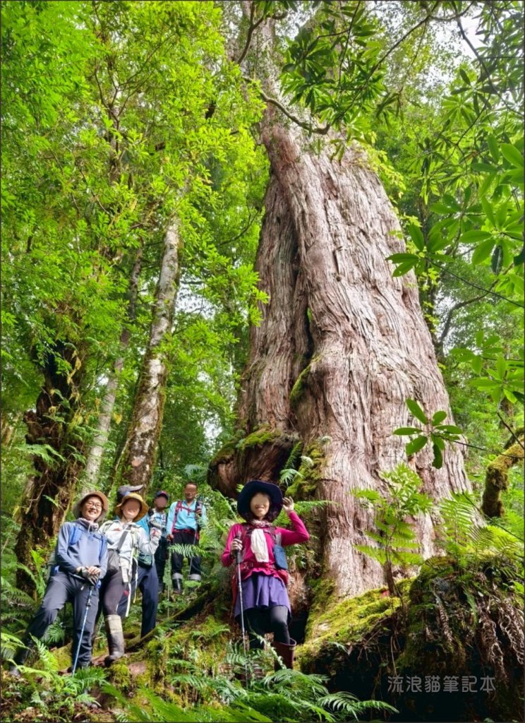 【佐米縱走】走進迷霧森林尋找千歲神木，參加一場巨木群的盛宴_2888771
