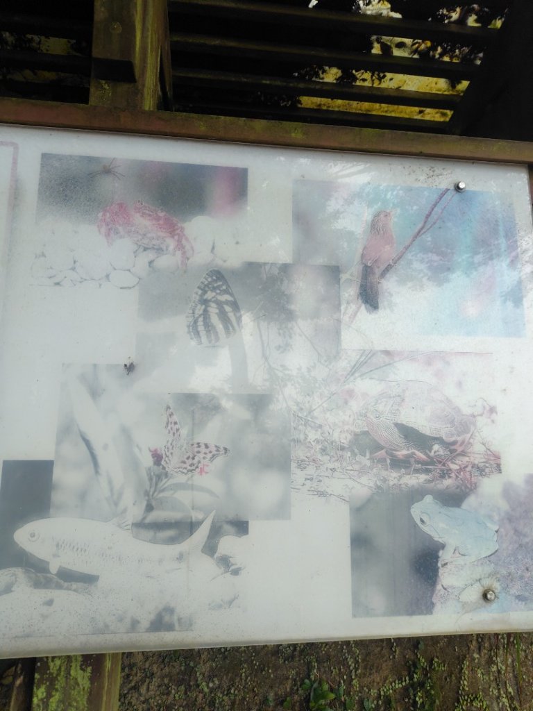 苗栗關刀山_2975072