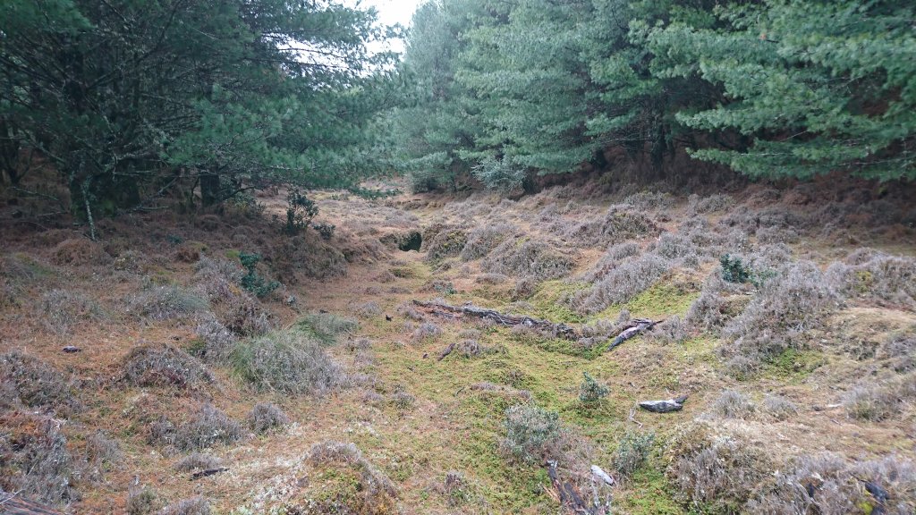 20250125 伊加之蕃-卑南東稜_2715187