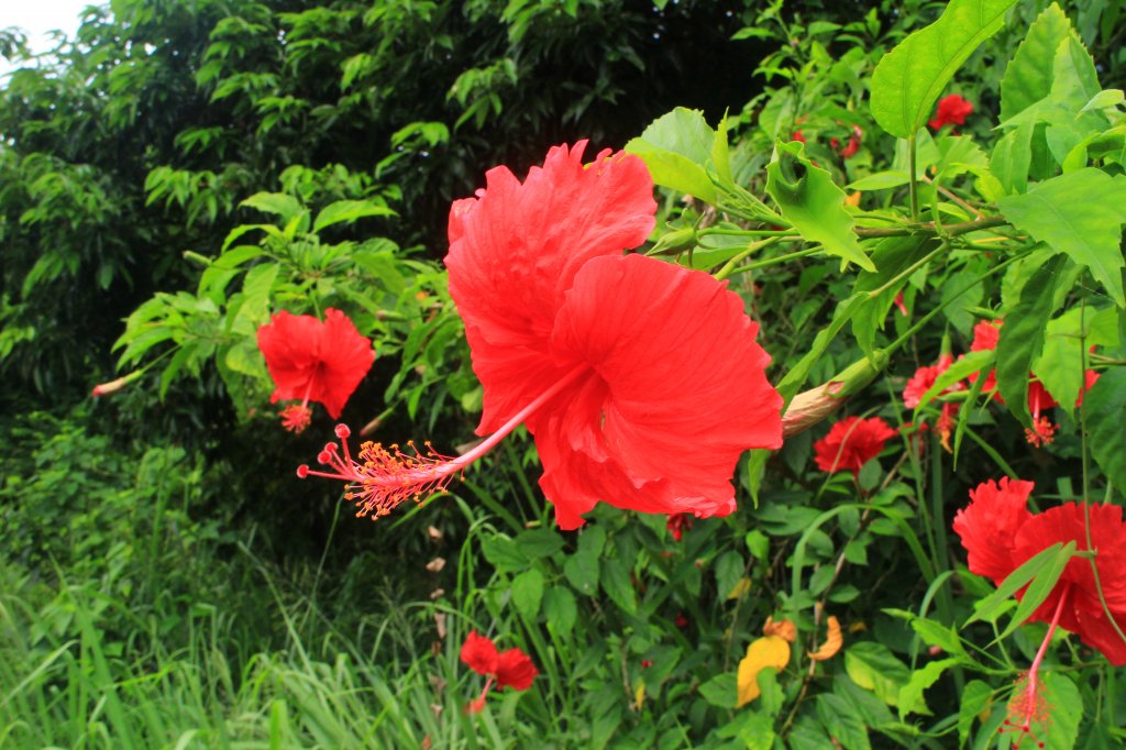 田中麒麟山森林步道 20190913_691159