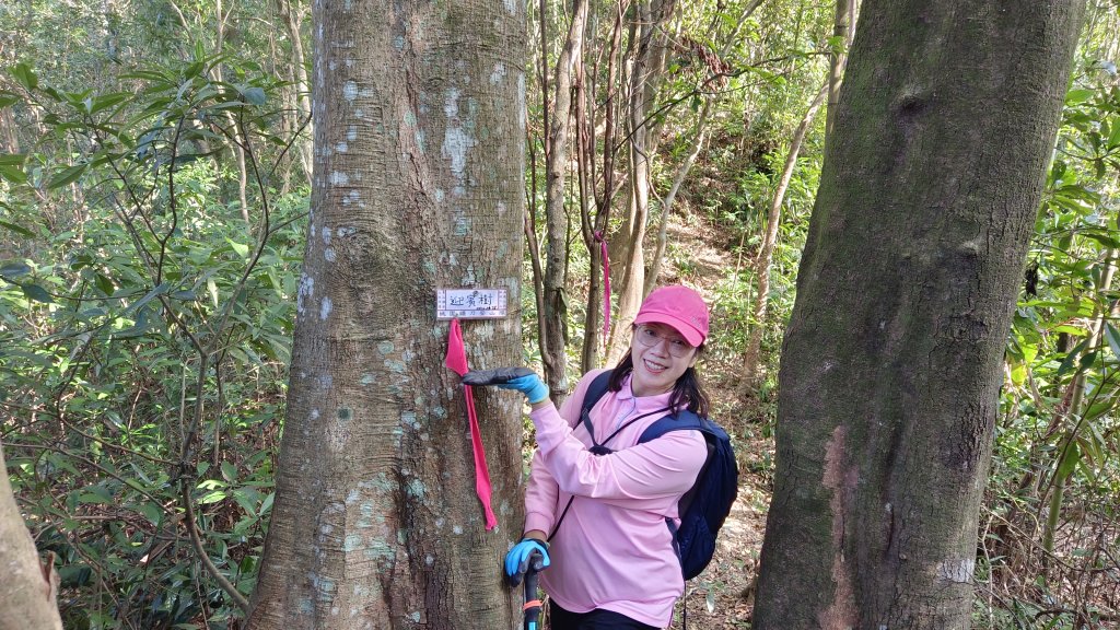 (姨婆趴趴走)第四十六集:新竹關西赤柯山及南峰、東西獅頭山、馬福山環狀縱走_2685807