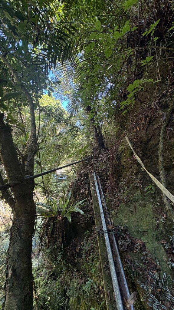 戲水（鴛鴦_2786668