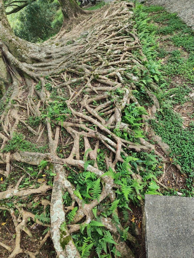 微笑山線之望月亭段_2849032