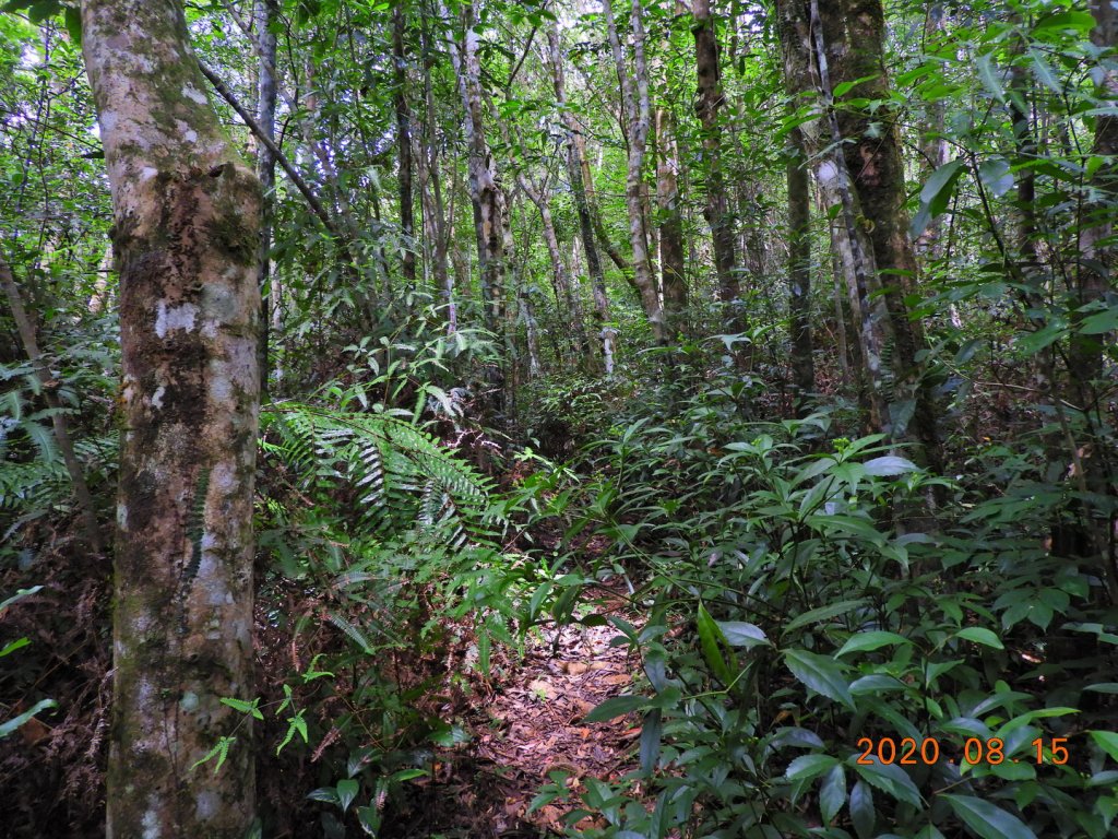 新北 烏來 林望眼山_1067984