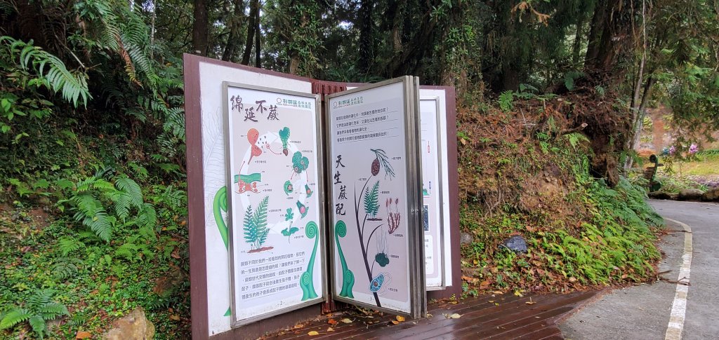 2023-01-01杉林溪青龍蕨類步道(青龍瀑布)、松瀧岩瀑布及天地眼步道_1978829