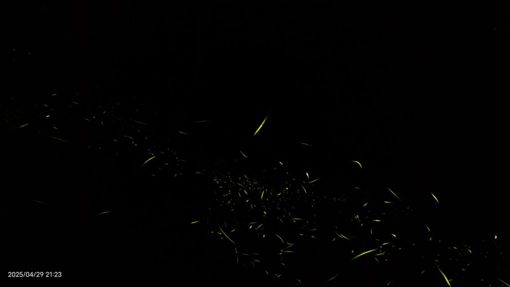 翡翠水庫壩頂 #火燒雲雲海 #日出雲海 #鱷魚島 #藍腹鷴 4/29_2773441