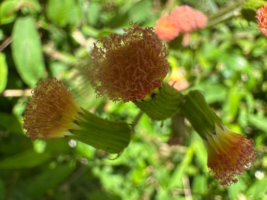 嘉雲二尖山、大尖山_2734886