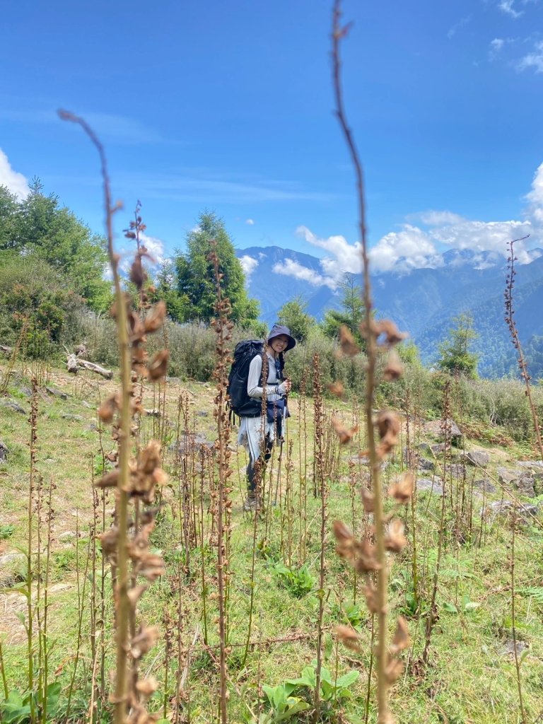 2025/08/17塔塔加、麟趾山、大鐵杉_2891622