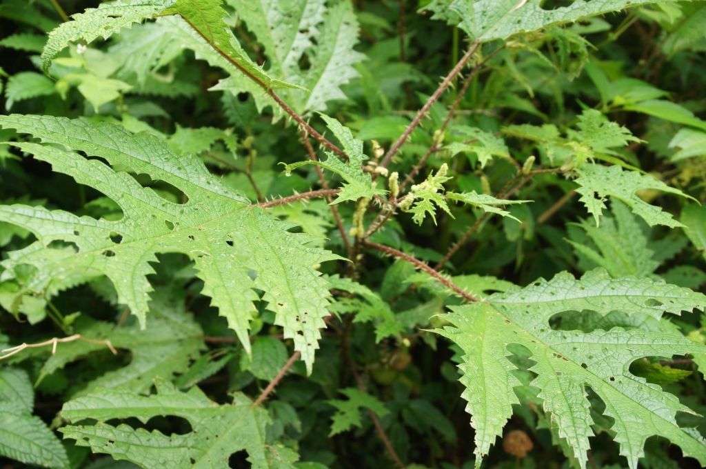 2017-9-22嘉義大凍山_221966