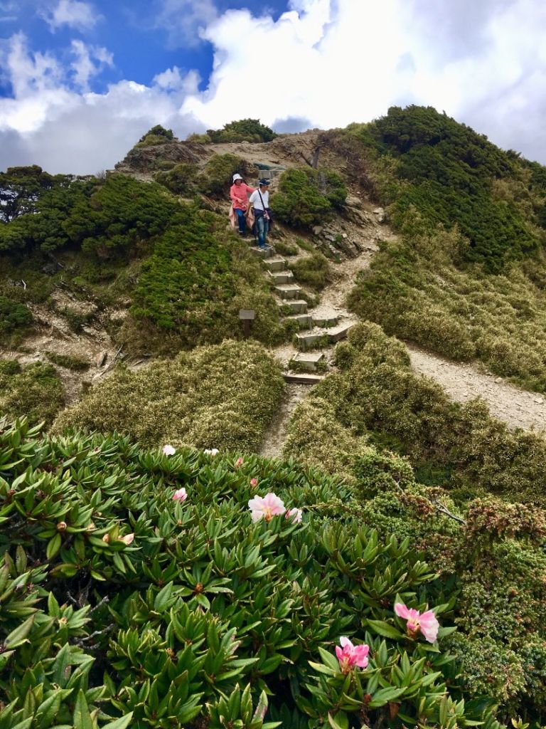 1070512合歡東峰杜鵑花_332584