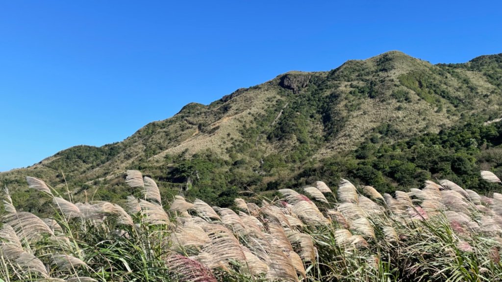 上茶壺山賞芒花封面圖