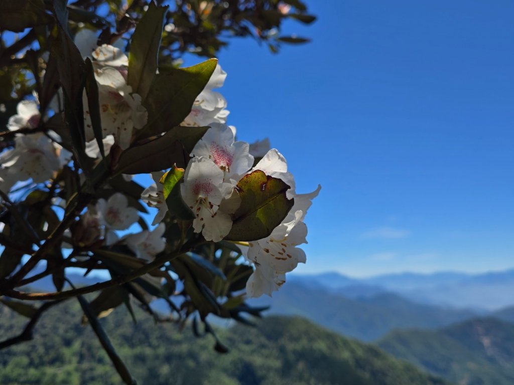 鳶嘴山杜鵑盛開_2770248