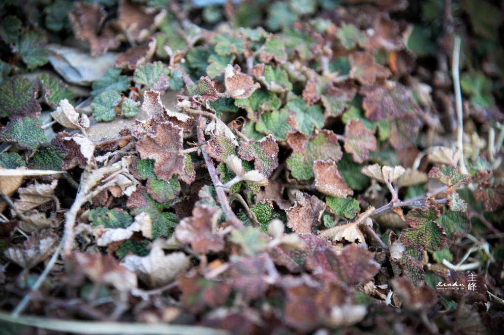 合歡主峰步道_1071943