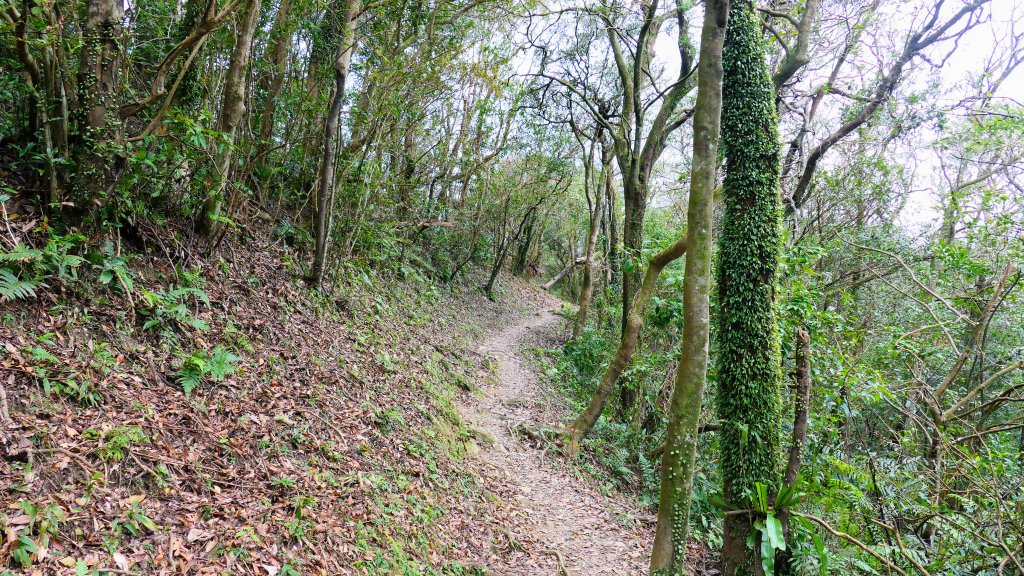 這裡怎麼有兔子還有藍腹鷴?_2663313