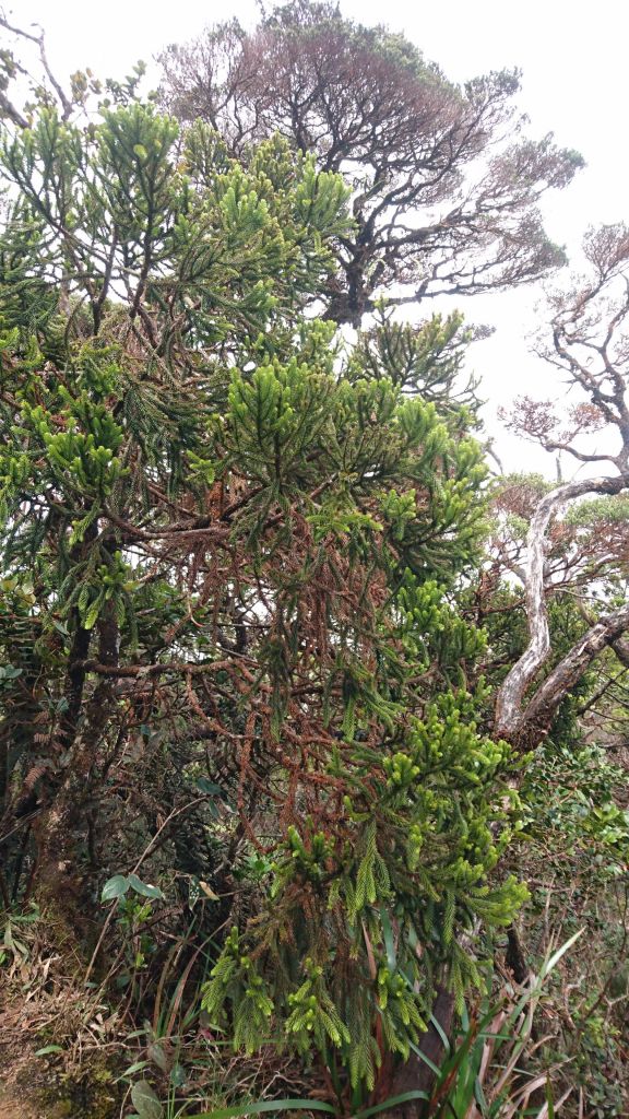 馬來西亞京那巴魯山(沙巴神山)_141913