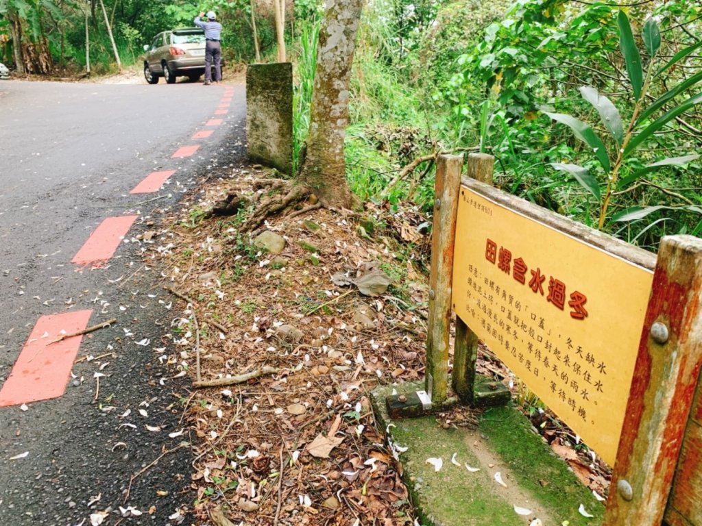 四月雪～桐花盛開～藤山步道_566581