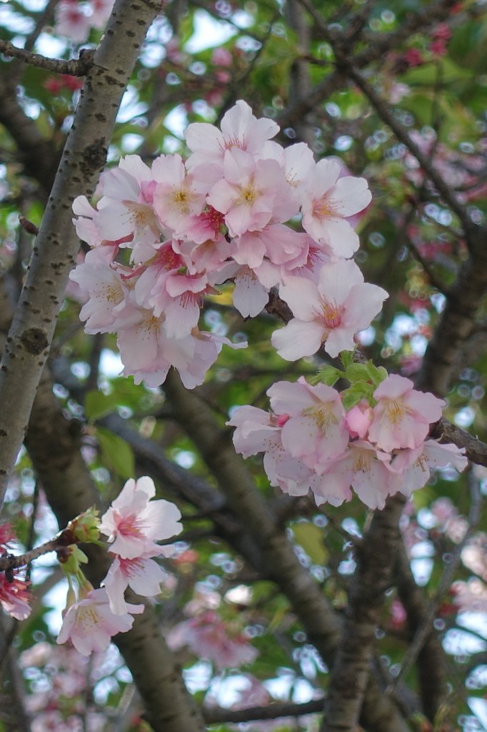 中正紀念堂賞櫻_1277222