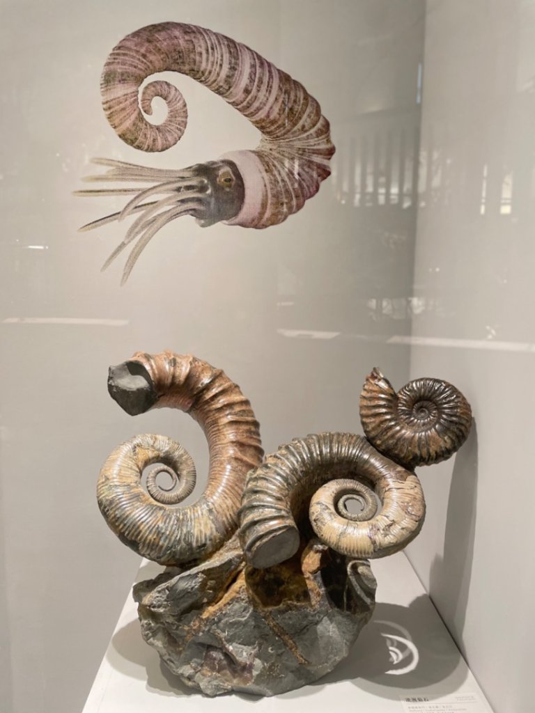 雨天備案💙 台灣博物館的古生代館-台大動植物館免費參觀-北投♨️季_2798997