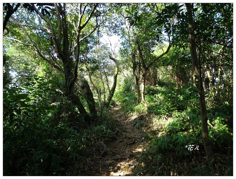 大棟山/芒花(小百岳)_752353