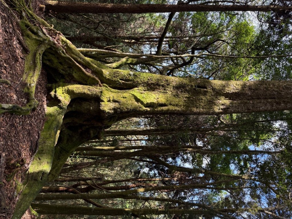 1141122特富野古道_2945860