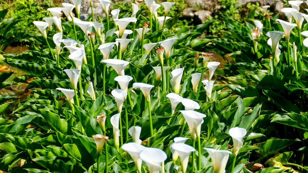 猴崁古道。盧特訪積_2773326