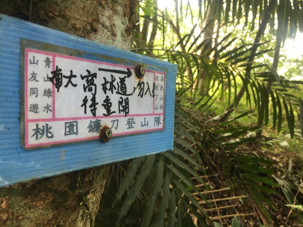 南大窩舊林道～未竟_2653054