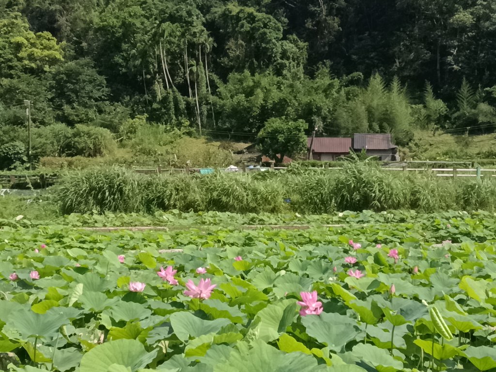 雙溪區彎穹夏日荷影_2806530