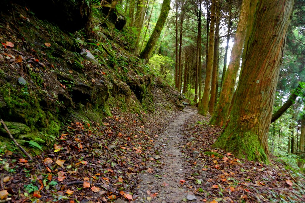 檜山巨木森林步道_481523