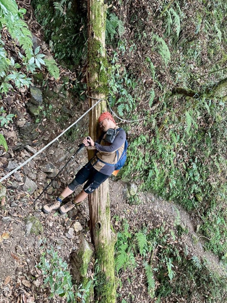 20251014雪見遊憩區 🚴‍♂️咖搭車走司馬限林道上東洗水山兩刷北坑山至大板根_2916385
