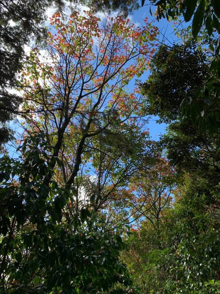 稍來楓情（小白岳）_752914