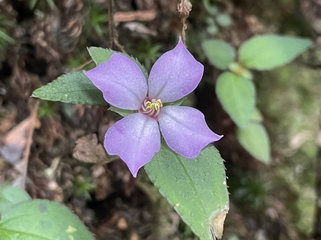 saolaiy酋長的山_1741806