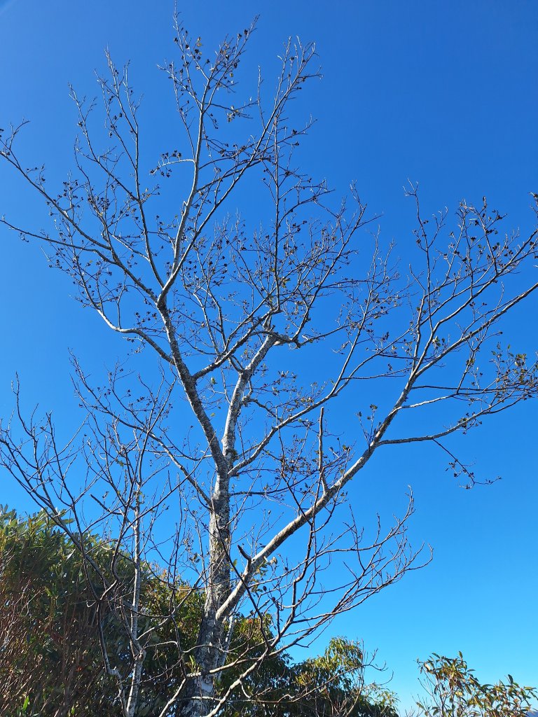 復興三尖之夫婦山+夫婦山西峰20241210_2667320