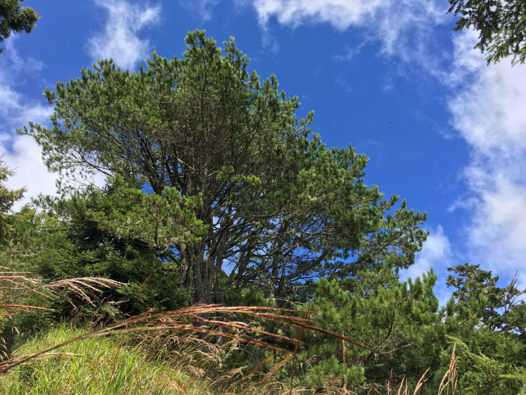 羊頭山一日單攻_175286