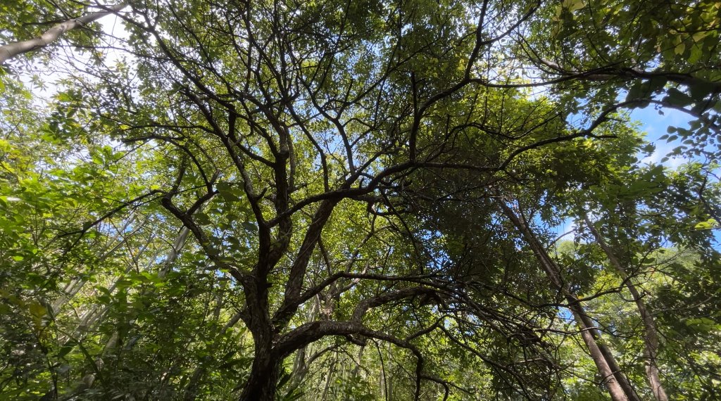 九份二山_2597562