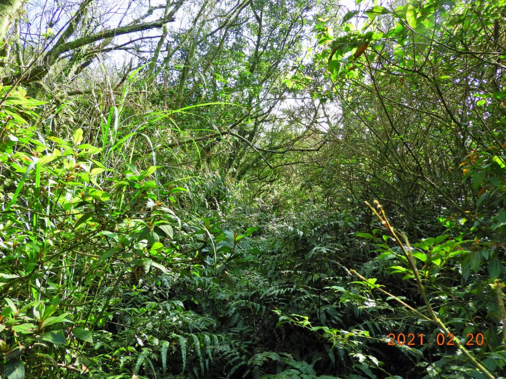 宜蘭 頭城 窖寮山(未竟)_1278652