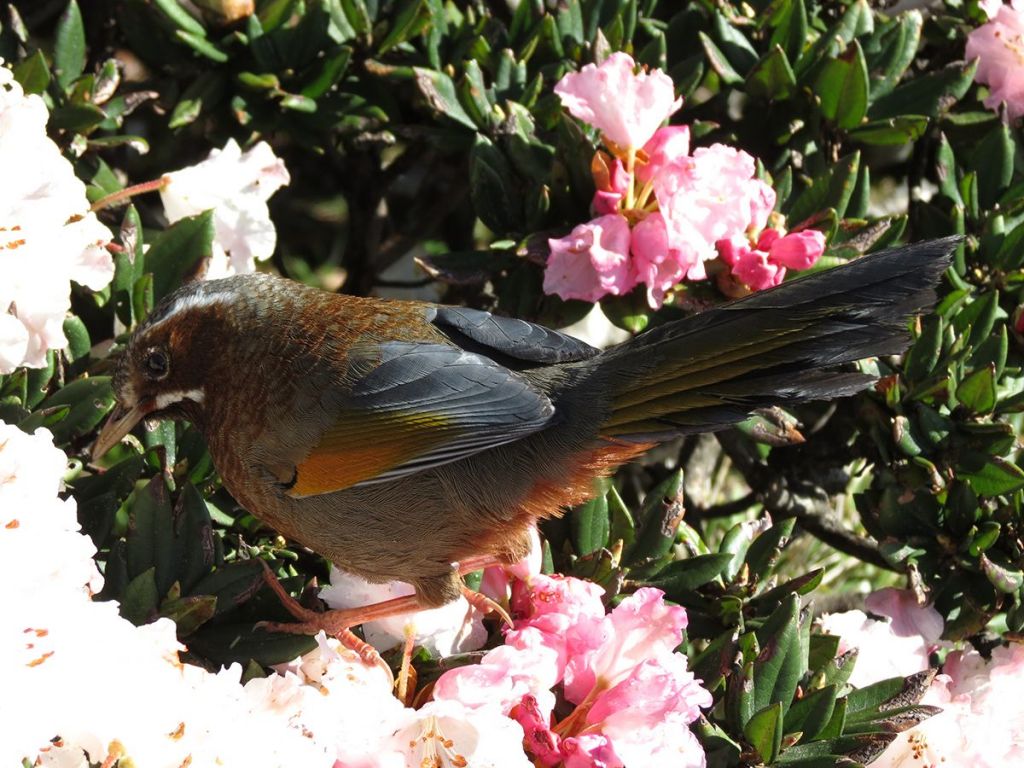 合歡東峰賞花行_222774