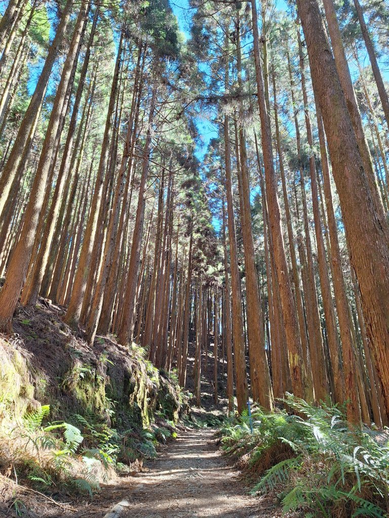 石山引水道20251211_2959529