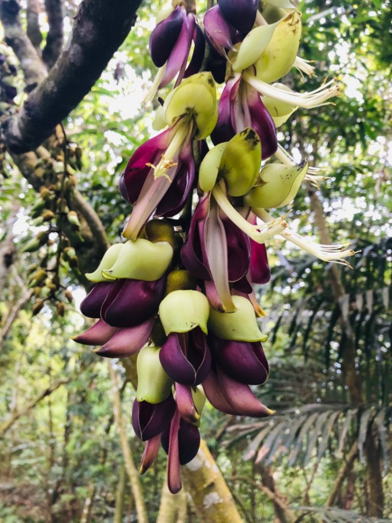 1090411大克山_913825