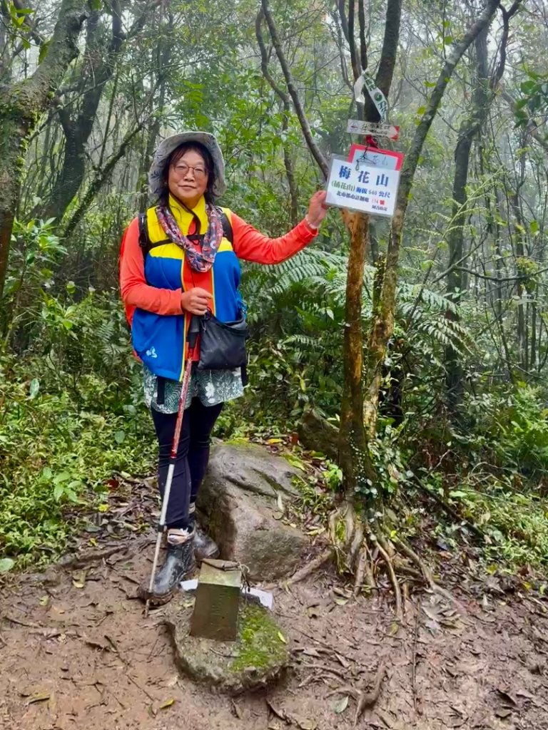 台北縱走第四段訪雙溪山 梅花山與西峰南峰西南峰 碧山_3012785