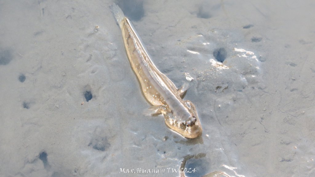 《台中》熱門棧道｜高美野生動物保護區20241005_2615478