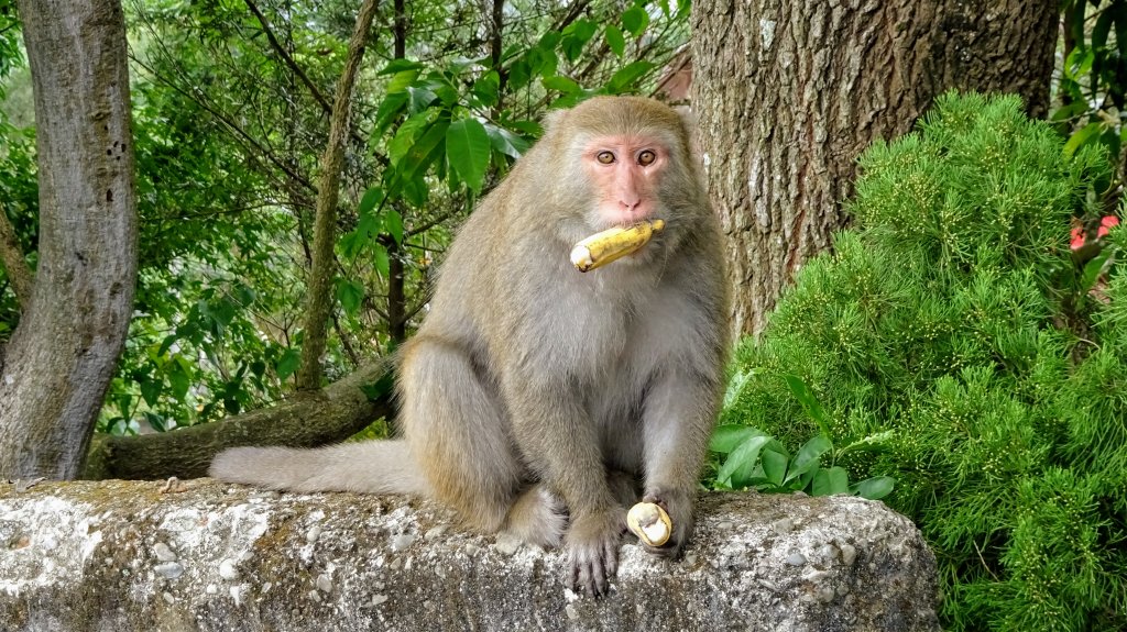 今天，我想來點飛鳳山，叮咚。封面圖