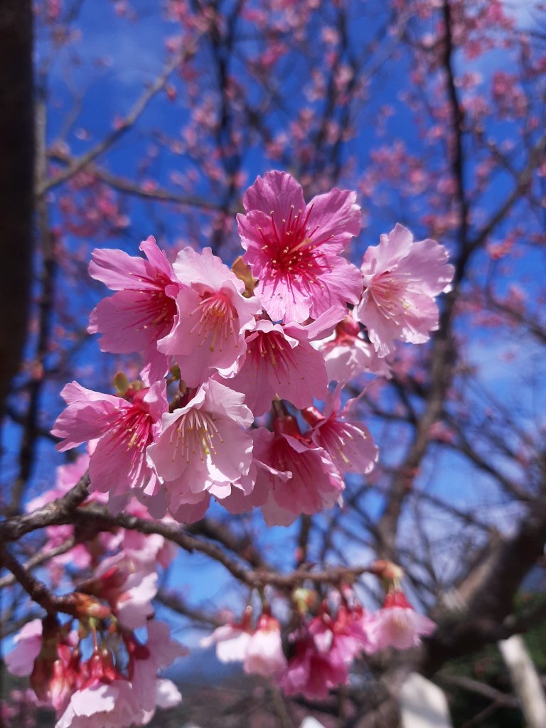 最美浪漫櫻花道 • 賞花微旅行_802272