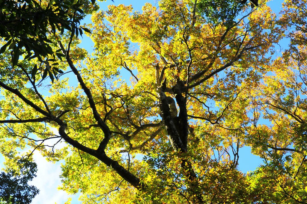 2020 D1025 北德拉曼賞山毛櫸 _1143951