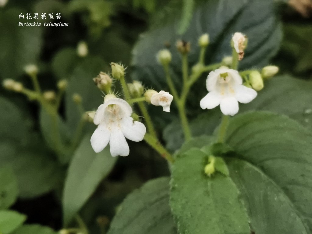 2025_0920 東滿步道_2892690