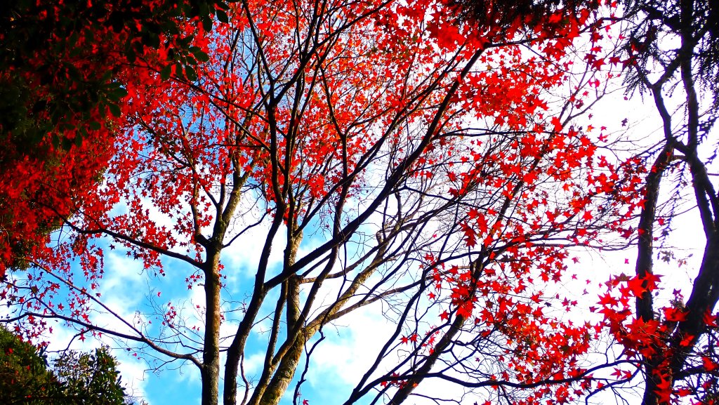 台灣最高如神般存在的大安溪倚天劍巨木探訪_2747946