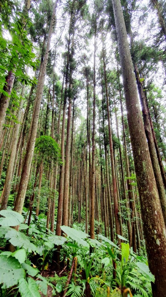 新竹高島縱走，霞喀羅古道，桃園拉號步道，樂信瓦旦紀念公園，義興吊橋，鄭大模紀念植物園步道_1734117